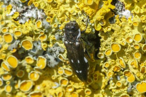 Réf. 258 067 : Agrilus ater